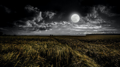 La gran mayoría de la gente deja de oír la música de la vida, para lidiar con preguntas profundamente inútiles