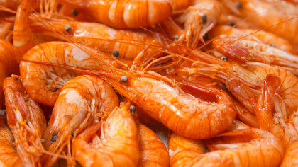 Ración de gambas cargadas de quitosano