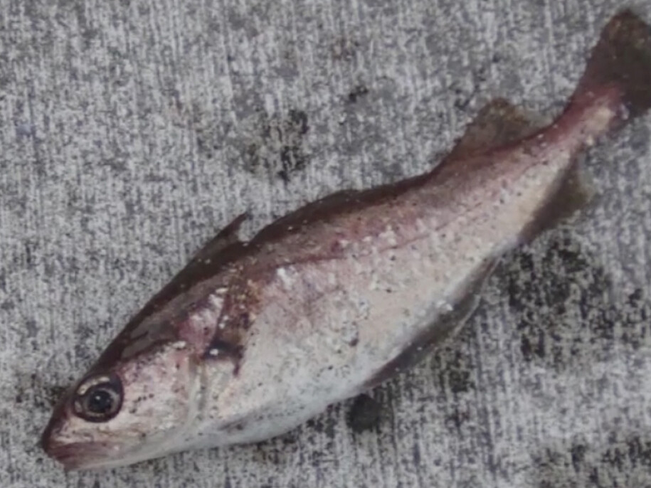 Theodoros Zafeiropoulos, Landscape Is Not Innocent (detail), 2014, HD video, 30’02”