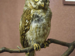 Bird Hall. Courtesy of Carnegie Museum of Natural History