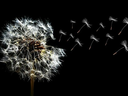 Flying seeds