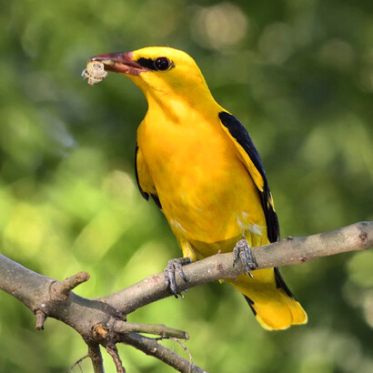 Oropéndola: Allí buscaba reposo, se dejaba llevar por el arrullo de la naturaleza, que nunca descansaba, solo cambiaba los matices dependiendo de la hora del día