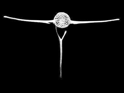 Charlotte Perriand, Vertebra di pesce, 1993