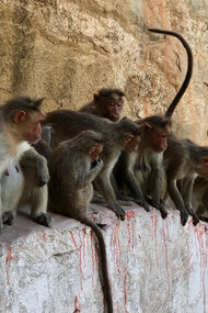 In freedom the social structure of monkeys is basically harem