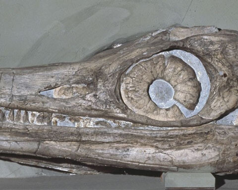 Palaeontology collections. Courtesy of Natural History Museum 