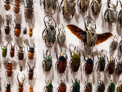 Good collecting, bad collecting, exhibition view. Courtesy of Naturhistorisches Museum Wien