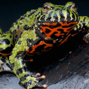 Frogs! A Chorus of Colors. Courtesy of Florida Museum of Natural History