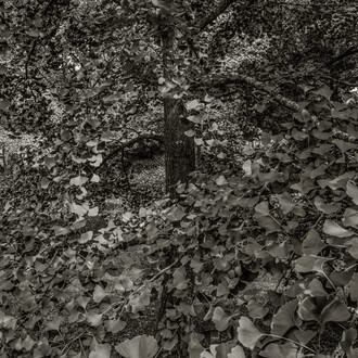 Nicholas Nixon, Arnold arboretum no. 1, 2024. Courtesy of Robert Klein Gallery