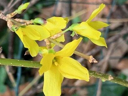 Forsythia