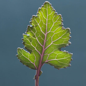 The future of food & drink. Courtesy of Spritmuseum