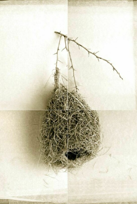 Laurie Rubin, Round Weaver Bird Nest From India, 4-panel photograph, 26 x 38 inches