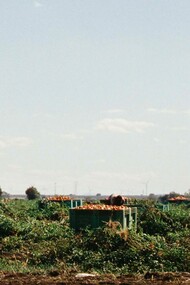 Il caporalato continua a rappresentare una delle forme più gravi di sfruttamento del lavoro in Italia, soprattutto nei settori agricolo, edilizio e della logistica