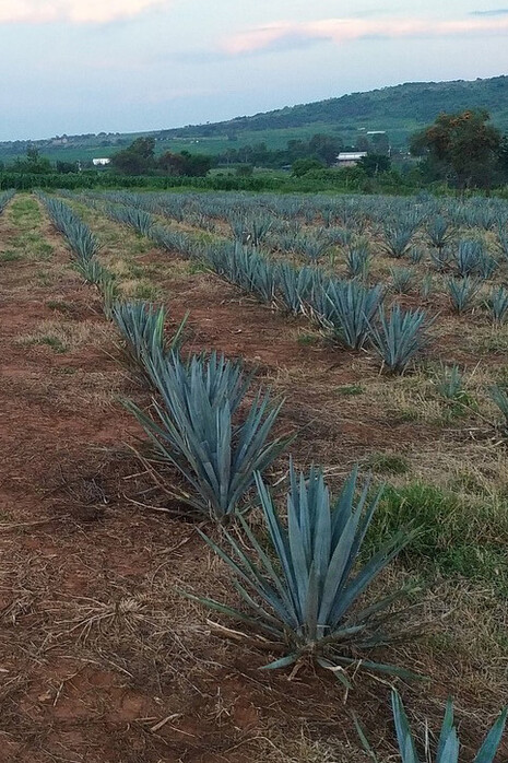 El valor del Mezcal permite el intercambio, Mexico