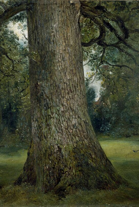 Study of the Trunk of an Elm Tree, John Constable, about 1824, oil on paper. © Victoria and Albert Museum, London