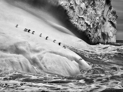 Sebastião Salgado, Chinstrap penguins on an iceberg, between Zavodovski and Visokoi islands, South Sandwich Islands, 2009, Gelatin silver print, 91.44 x 127 cm/36 x 50 inches © Sebastião Salgado/Amazonas Images