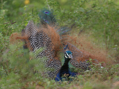 Peacock, fast shutter to freeze dust but low light results in some subject blur © Gehan de Silva Wijeyeratne Yala 