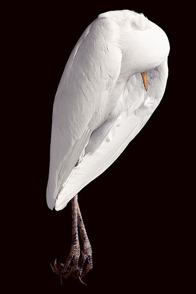 Susan Jorgensen, Egret 1/8, Nash Edition Digital print on Somerset Enhanced, 30x24/40x32 inches, 1994/2014