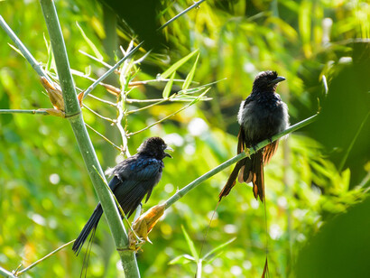 Greater Racket Tailed Drongo