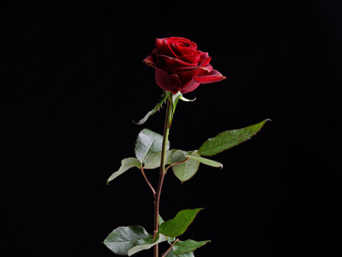 Una fragranza che stimola l’amore è la rosa