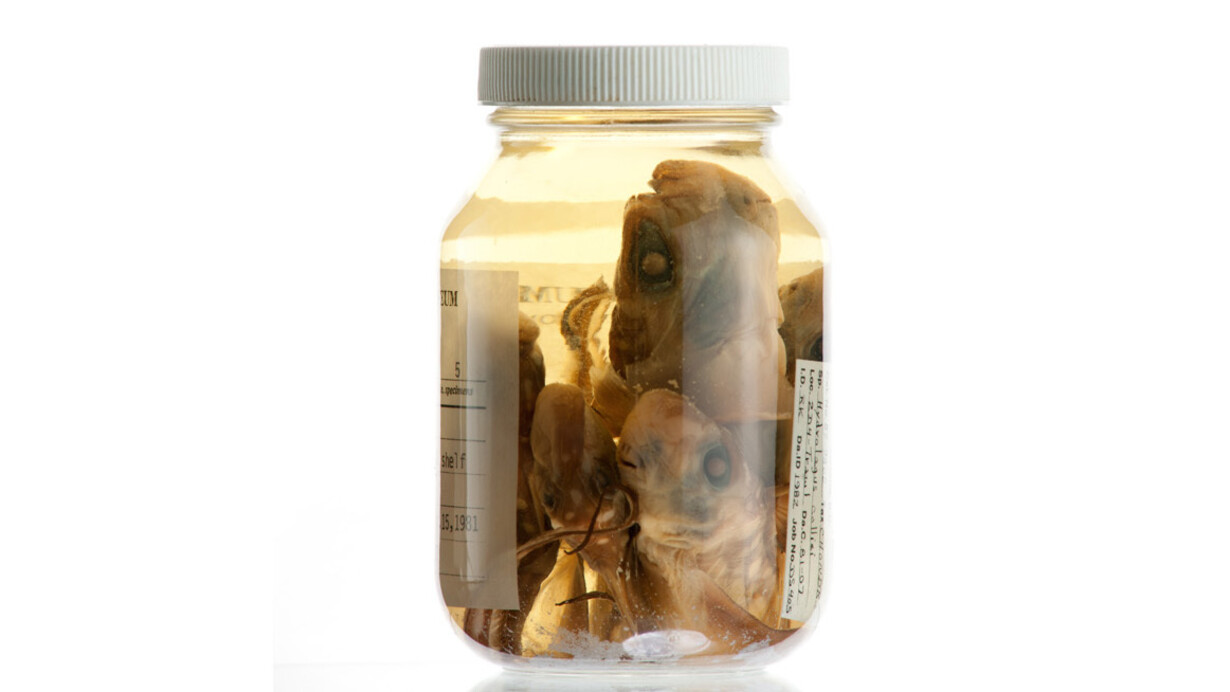 Ichthyology. Courtesy of Royal BC Museum
