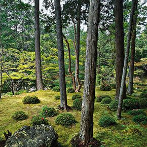 Saihō-ji 13, summer, Southwest Kyoto, 30 May 2009 (13:00–15:00). ©Jacqueline Hassink / Courtesy of Benrubi Gallery, NYC