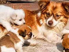 Wang Wang and her puppies were reportedly subjected to fatal abuse in Jieyang, China