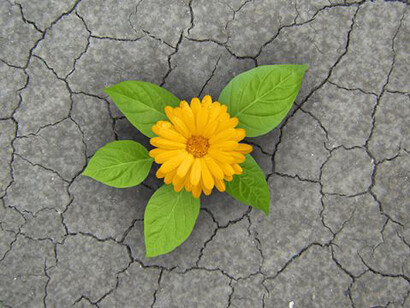 Resiliência ou luta