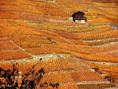Vigneti in autunno