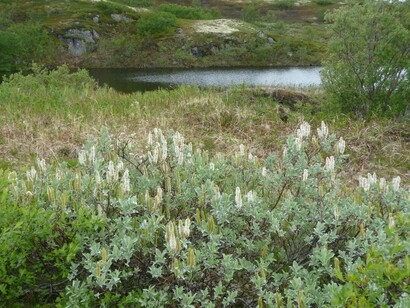 Al nord della Russia @ Simonetta Sandri