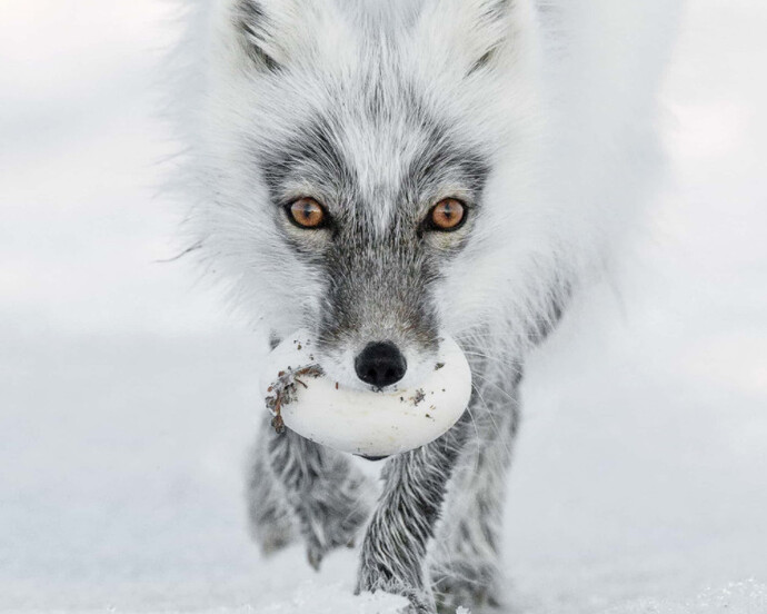 Wildlife Photographer of the Year. Courtesy of ROM 