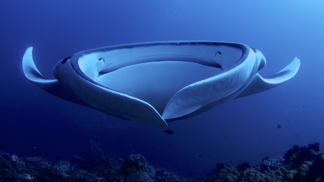 Mantarraya