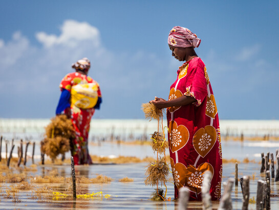 Harvesting seaweed by hand at low tide in Jambiani, a village in Unguja, Tanzania