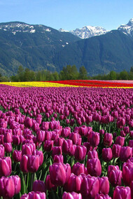 Tulip Garden in Kashmir