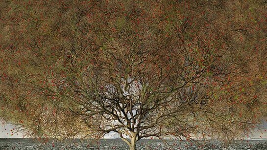 Jean-François Rauzier, Silence et Nature, Arbre de vie, 2013, 150 x 250 cm, edition of 8