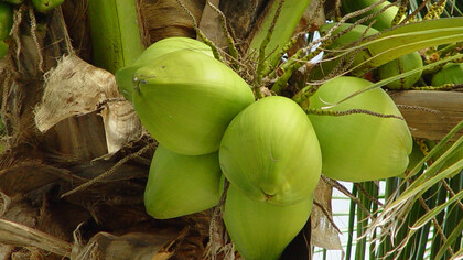 Coconuts