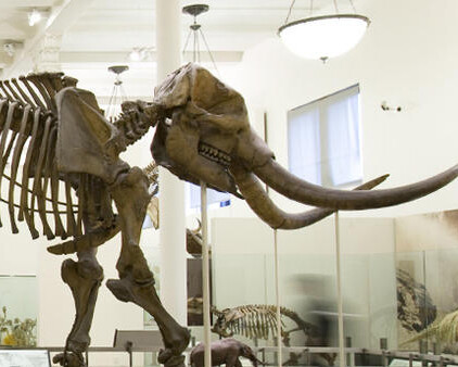 Milstein Hall of Advanced Mammals. Courtesy of American Museum of Natural History