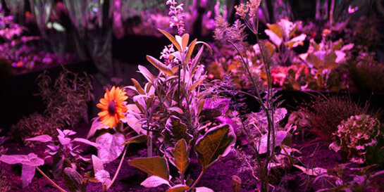 The Garden. The Past. Courtesy of ARoS