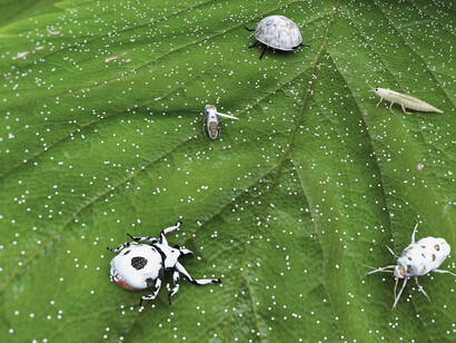 Insectos con la enfermedad de la muscardina blanca