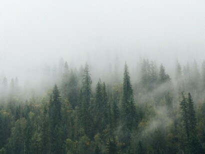 Trees inhale carbon dioxide and exhale oxygen