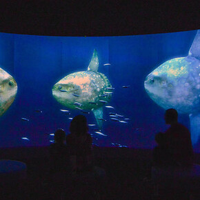 Unseen Oceans. Courtesy of American Museum of Natural History