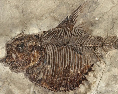 Palaeontology collections. Courtesy of Natural History Museum 