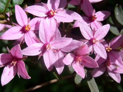 Boronia tratta i pensieri ossessivi, ricorrenti come un martello pneumatico