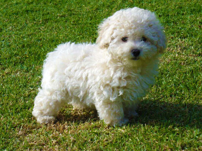 «Puchy» una perra caniche ha aparecido muerta junto al lavabo de señoras del Aeropuerto de Múnich