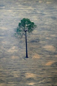 Ecocide