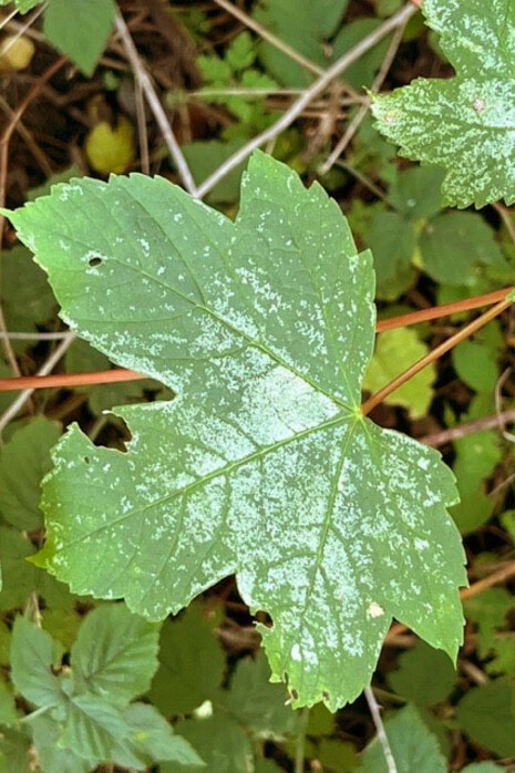 Se paraliza en mi sabiendo que ese
instante durará...
Humedad
2023