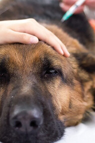 Vaccin contre la rage. Les expériences consomment beaucoup d’animaux, il faut pouvoir s’étendre et travailler plus à l’abri, car les chiens enragés ameutent le quartier