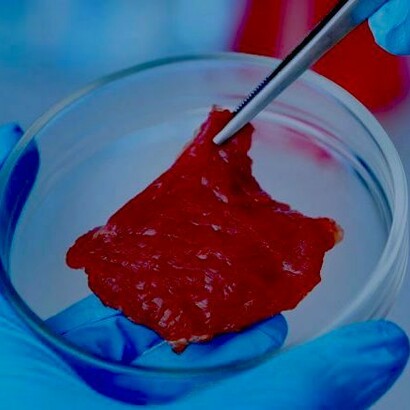 Con células madre de las vacas se generan toneladas de fibras musculares
en laboratorio