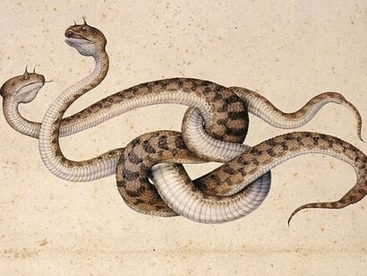 Jacopo Ligozzi, Tavole naturalistiche - I Mammiferi e i Rettili -Vipere africane (Cerastes cornutus coluber)
1577 ca, pietra nera naturale, pigmenti policromi di natura organica e inorganica, su carta con imprimitura a bianco di piombo, Firenze, Gabinetto Disegni e Stampe degli Uffizi
