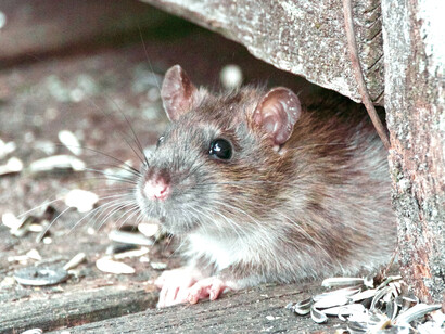 Rata se asoma por la rendija de una puerta de madera
