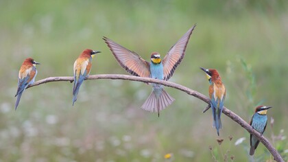 A presença de uma ave em meio à paisagem natural lembra que a transição energética também precisa considerar a biodiversidade. Encontrar formas de reduzir as emissões sem ampliar a pressão sobre os ecossistemas é um dos desafios da sustentabilidade